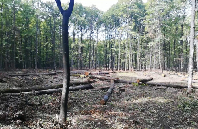 A tăiat ilegal mai mulți arbori dintr-o pădure din Polovragi