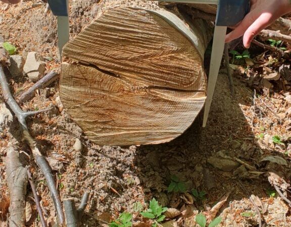Nereguli cu material lemnos la două firme din Baia de Fier