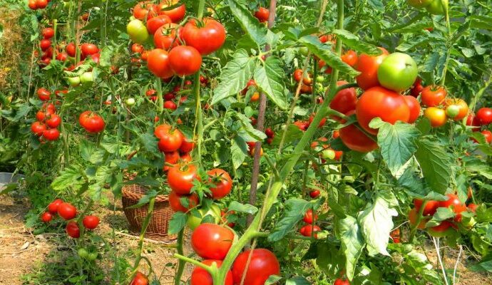 Programele de sprijin pentru tomate și usturoi continuă și în acest an