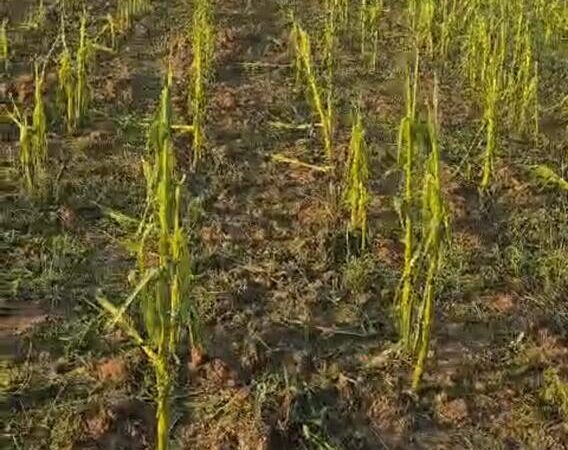 Aproape 200 de hectare de porumb, distruse de grindină la Țicleni