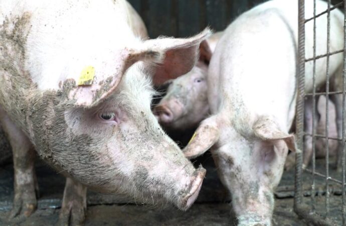 58 de focare de pestă porcină active în Gorj