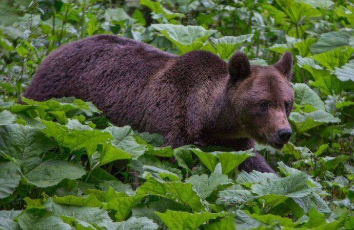 Bovine ucise de urși la Novaci