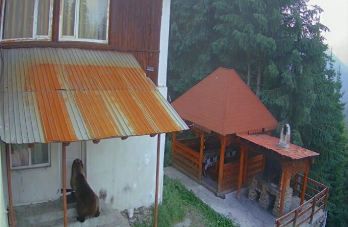 Rânca: Un urs a furat mâncarea dintr-o cabană