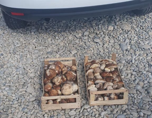 Peste 130 de kilograme de ciuperci, confiscate de polițiștii din Novaci