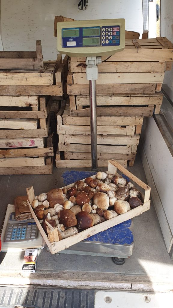 Peste 130 de kilograme de ciuperci, confiscate de polițiștii din Novaci - 4 octombrie 2023 AccentNews.ro