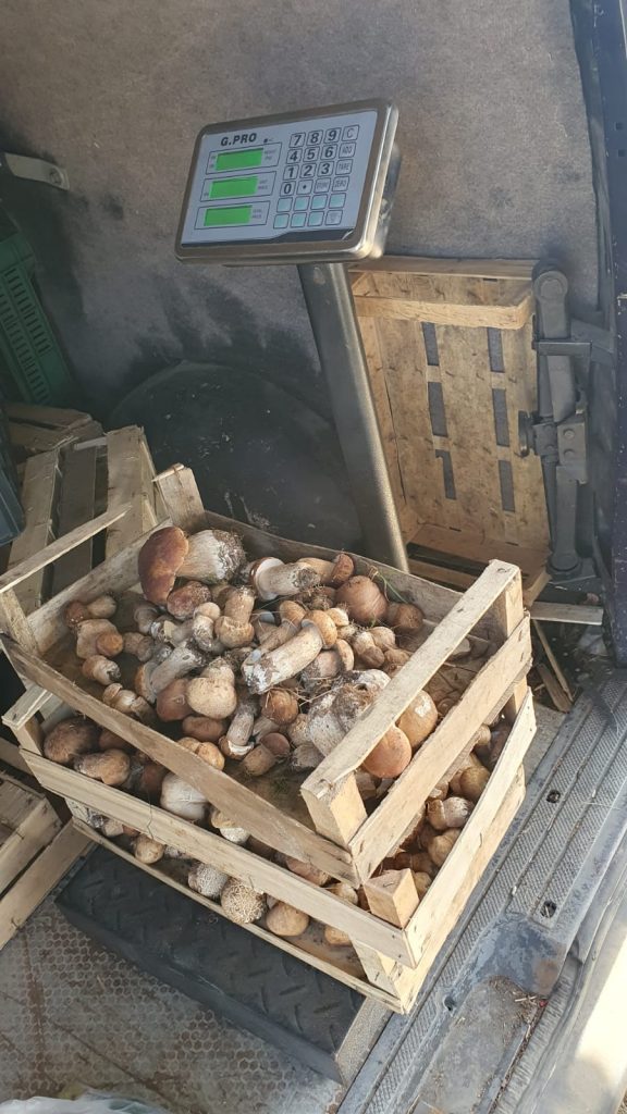 Peste 130 de kilograme de ciuperci, confiscate de polițiștii din Novaci - 4 octombrie 2023 AccentNews.ro