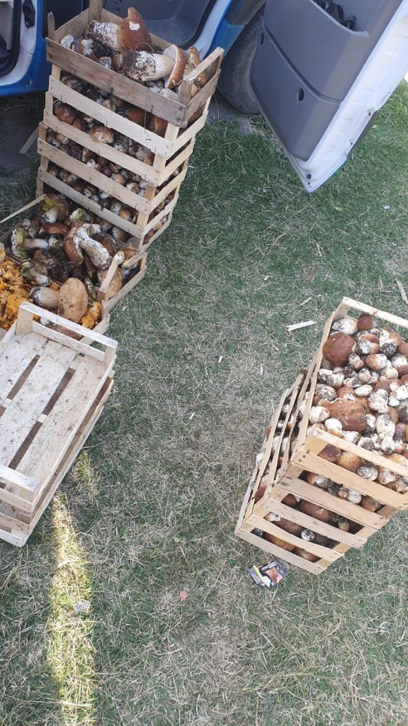 Peste 130 de kilograme de ciuperci, confiscate de polițiștii din Novaci - 4 octombrie 2023 AccentNews.ro