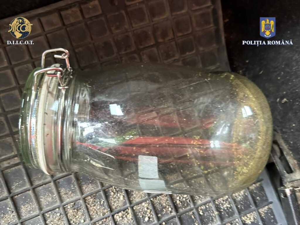 Traficanți de droguri din Olt, arestați preventiv - 31 mai 2024 AccentNews.ro
