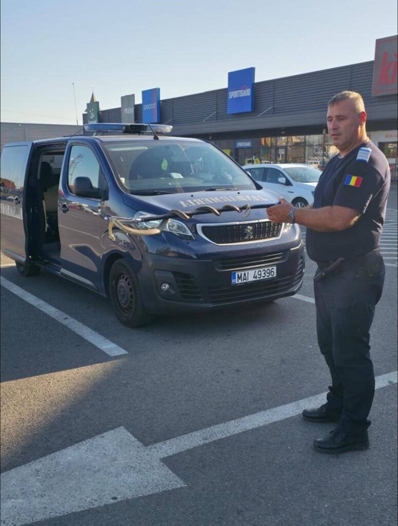 Mehedinți: Șarpe de doi metri, îndepărtat din proximitatea unui centru comercial 3 Mehedinți: Șarpe de doi metri, îndepărtat din proximitatea unui centru comercial - 9 iulie 2025 AccentNews.ro