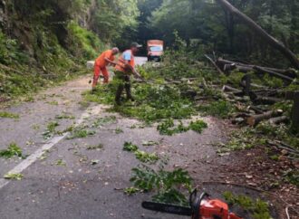 Copaci doborâți pe DN 67D, zona Godeanu
