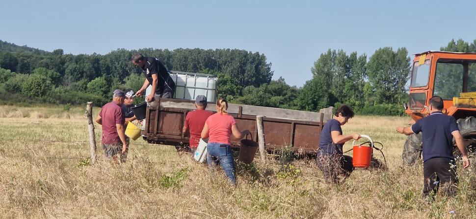 Voluntarii salvează puieții din Bengești-Ciocadia - 2 iulie 2025 AccentNews.ro