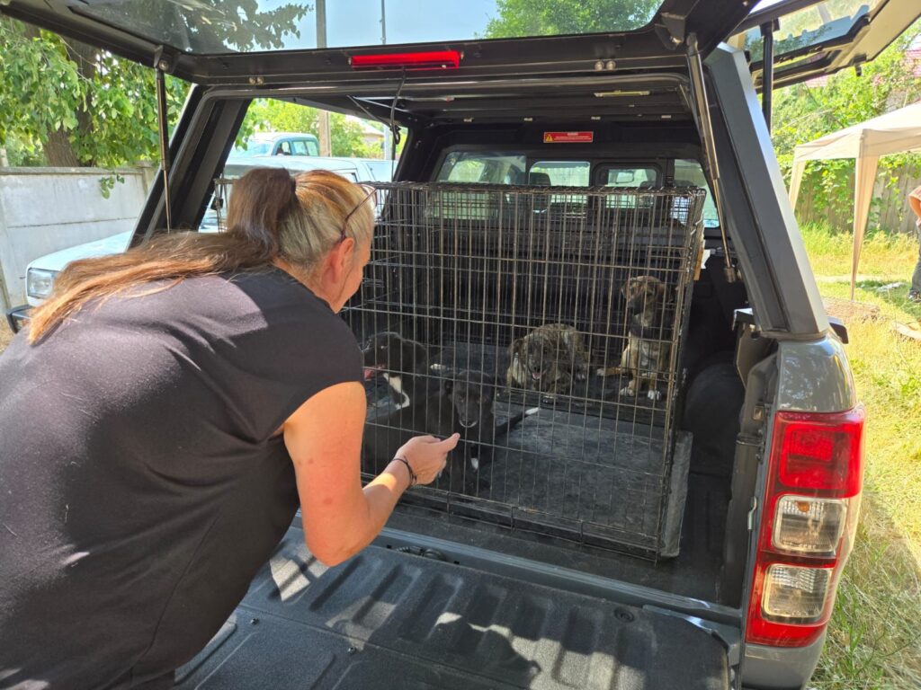 Clinica veterinară mobilă, în comuna Dănciulești - 7 iulie 2025 AccentNews.ro