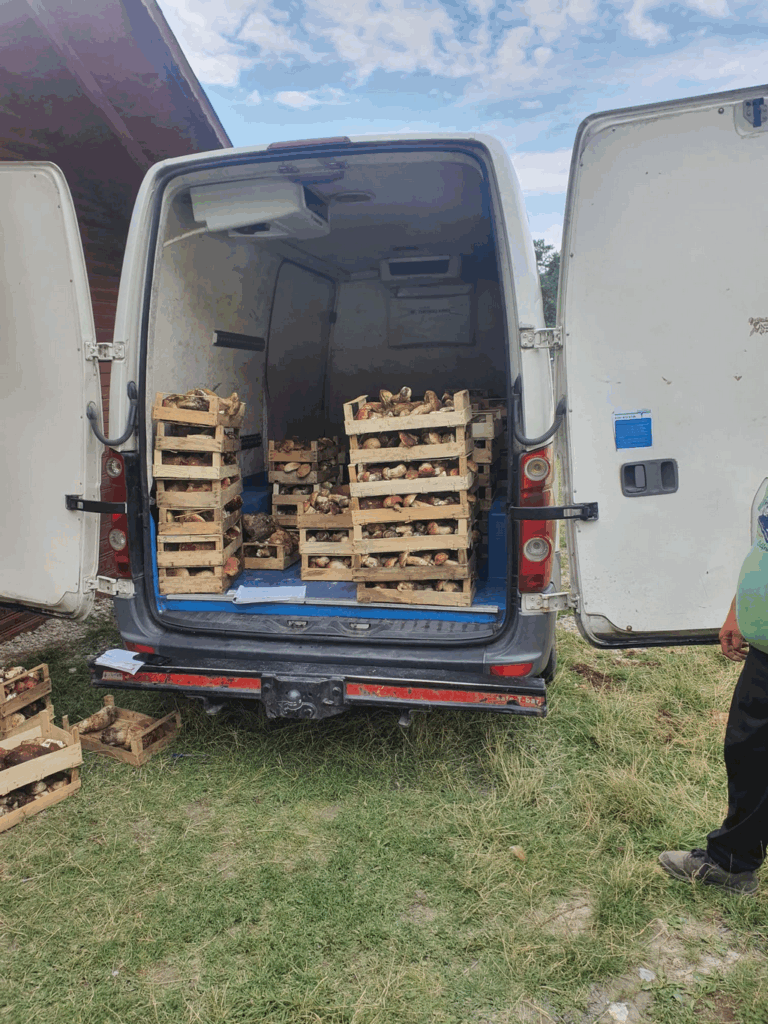 Hribi confiscați de polițiștii gorjeni. Sancțiuni usturătoare pentru două firme 2 Hribi confiscați de polițiștii gorjeni. Sancțiuni usturătoare pentru două firme - 7 august 2025 AccentNews.ro