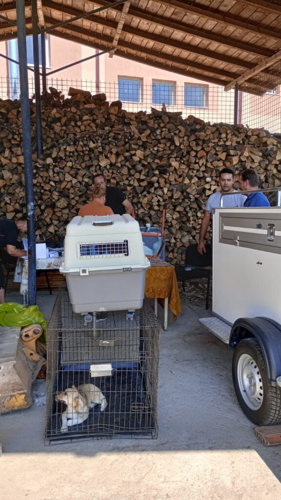 Sterilizare gratuită la Borăscu - 11 august 2025 AccentNews.ro