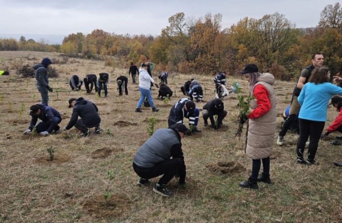 Voluntarii au plantat 5.000 de puieți de stejar la Scoarța