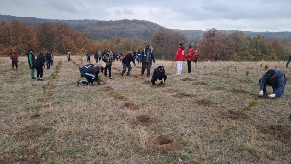 Voluntarii au plantat 5.000 de puieți de stejar la Scoarța - 7 noiembrie 2025 AccentNews.ro
