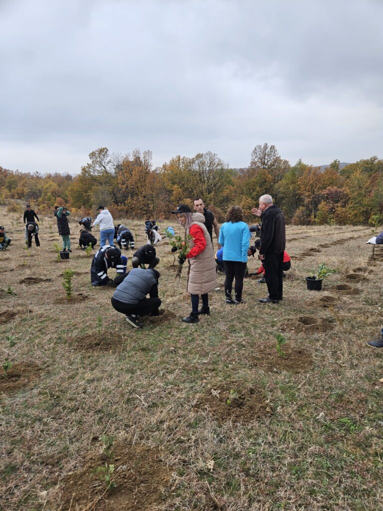 Voluntarii au plantat 5.000 de puieți de stejar la Scoarța - 7 noiembrie 2025 AccentNews.ro